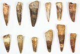 Lot: -, Bargain Spinosaurus Teeth - Pieces #87836-1
